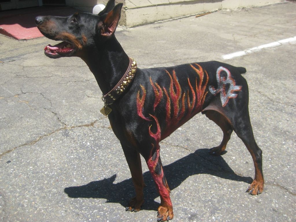 Bruce Painted Doberman Forum Bruce Painted Doberman Forum
