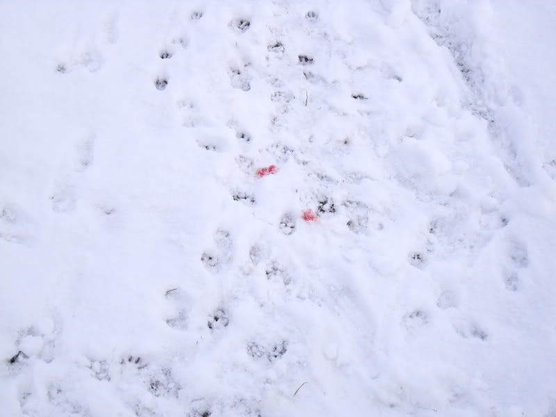 DSCF0603.jpg