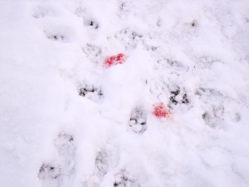 DSCF0604.jpg