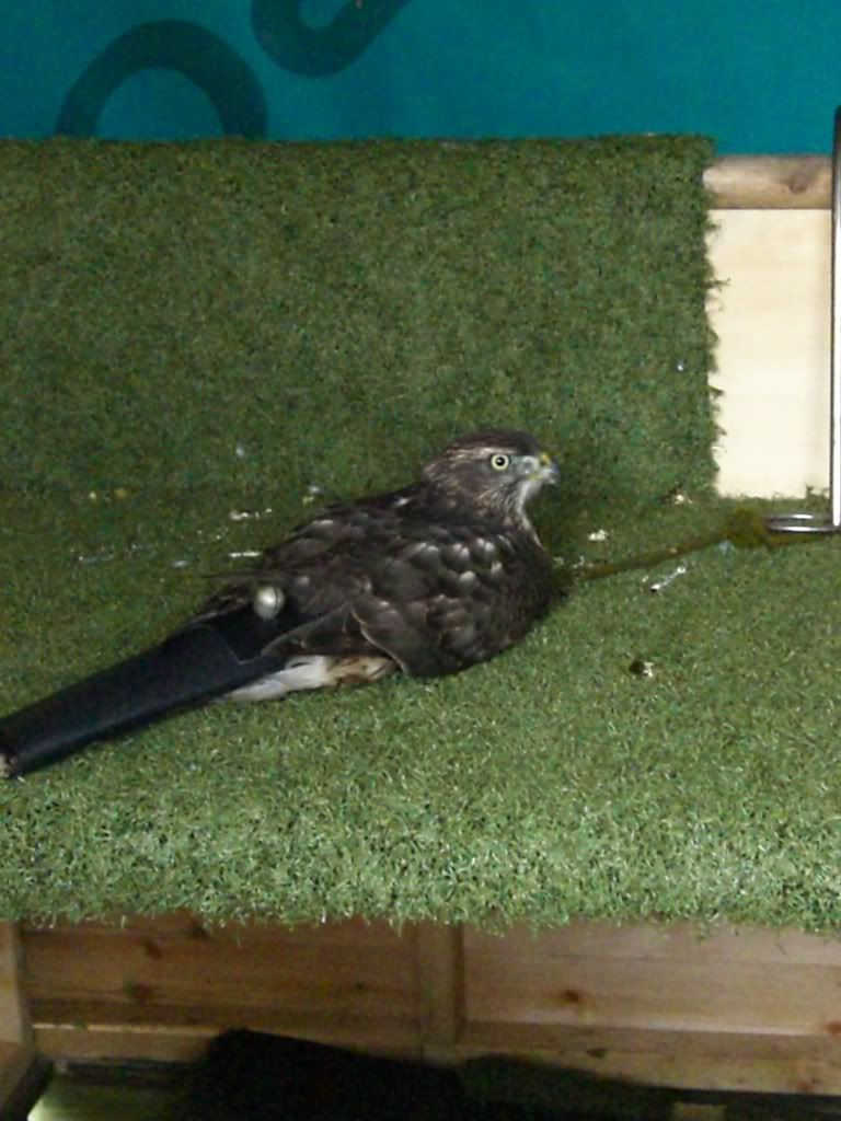 screen perches page 2 falconry forum iff screen perches page 2 falconry forum iff