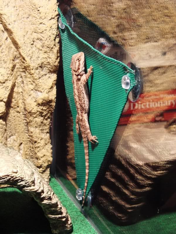 babydracosept2011009.jpg