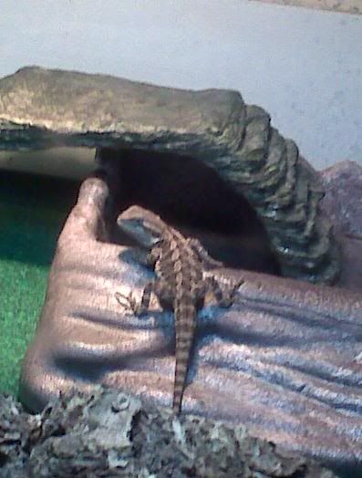 beardeddragonsfirstday7-29-11.jpg