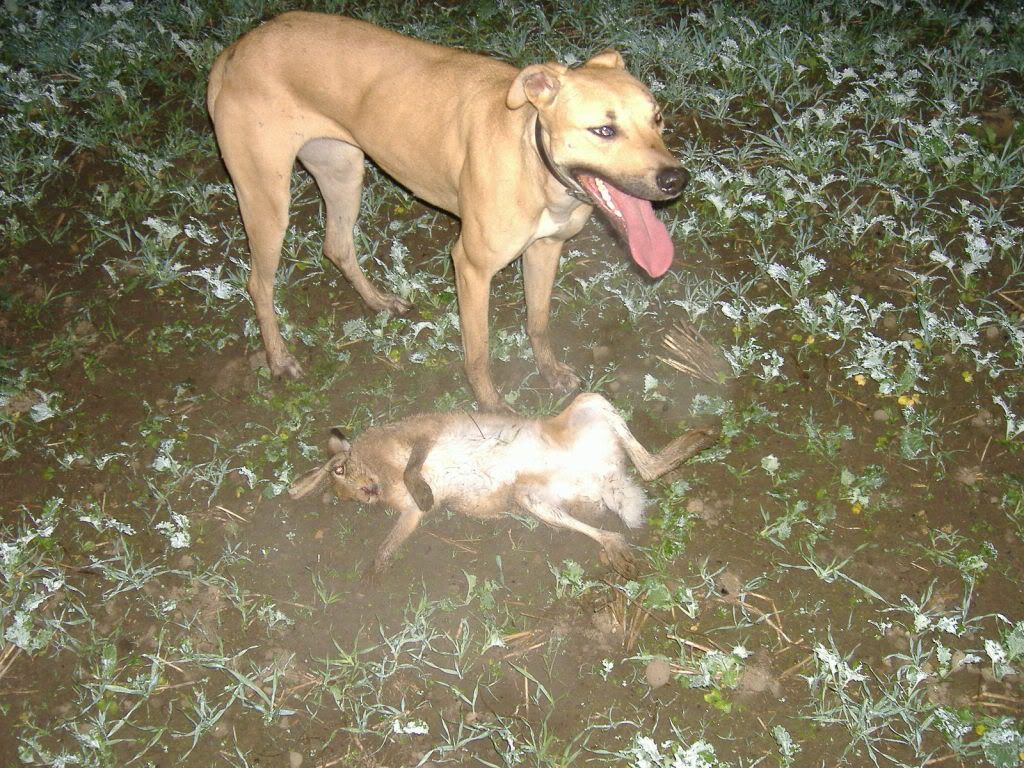 holidayskegie2008372.jpg