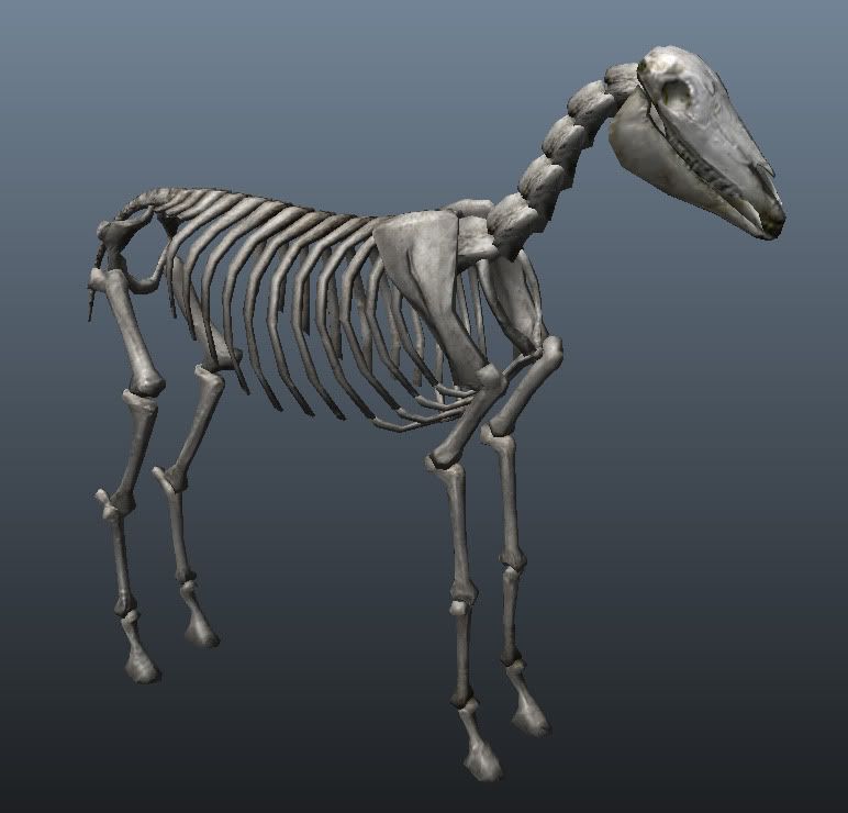 skeletonhorse2.jpg