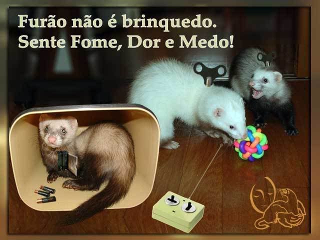 ferret-toy-1.jpg Furao nao e brinquedo picture by DonatelloFerret