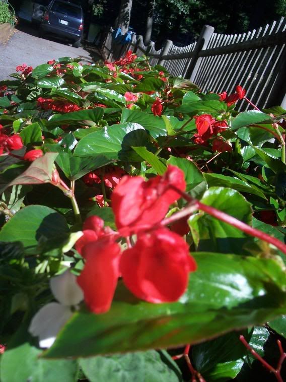 Care instruction for a Dragon Wing Begonia