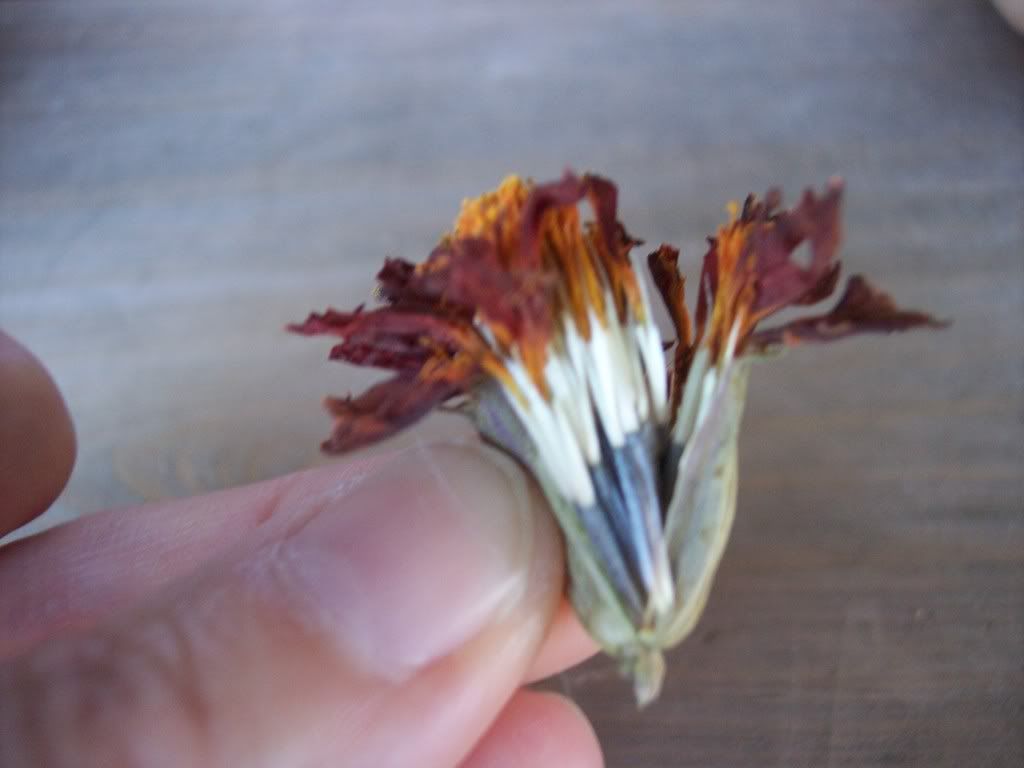 Saving Seed from your impatiens (pic)