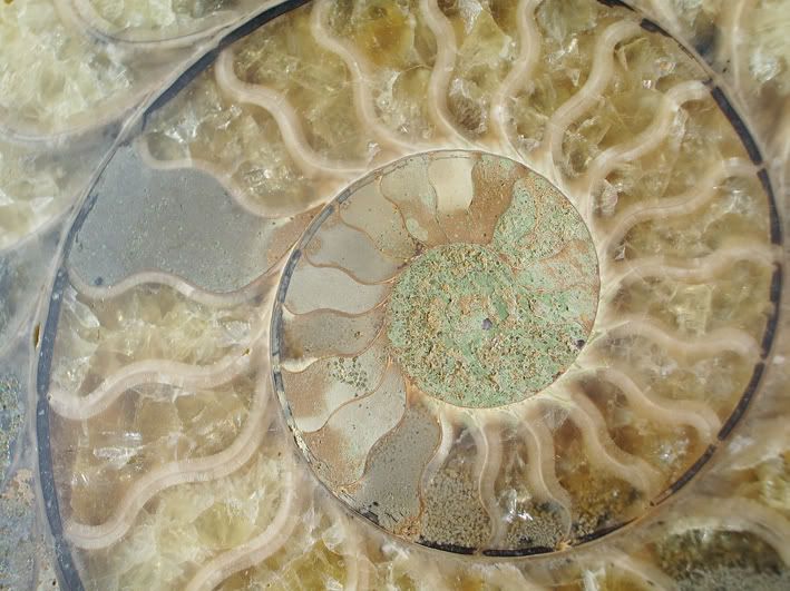 [Image: Ammonite.jpg]