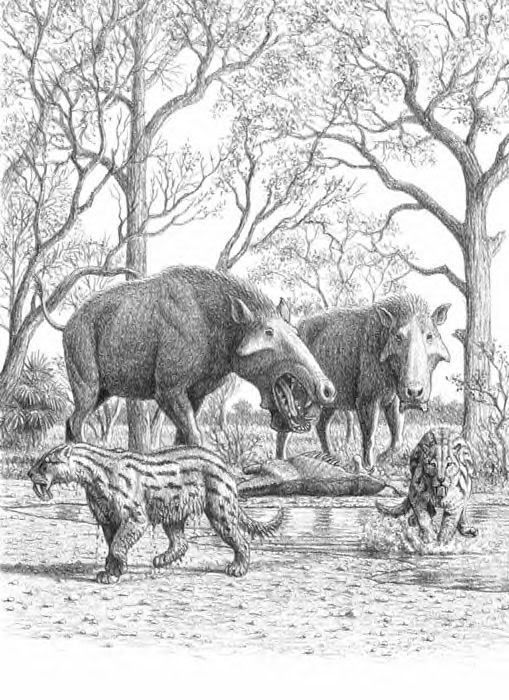 Miocene/Pleistocene-Entelodons &amp; Eusmilus Pictures, Images and Photos