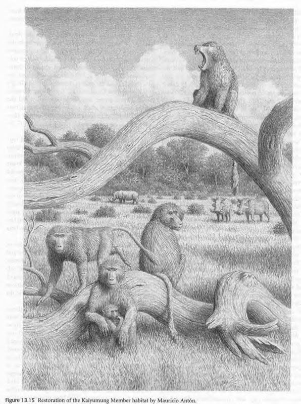 Miocene East Africa Pictures, Images and Photos