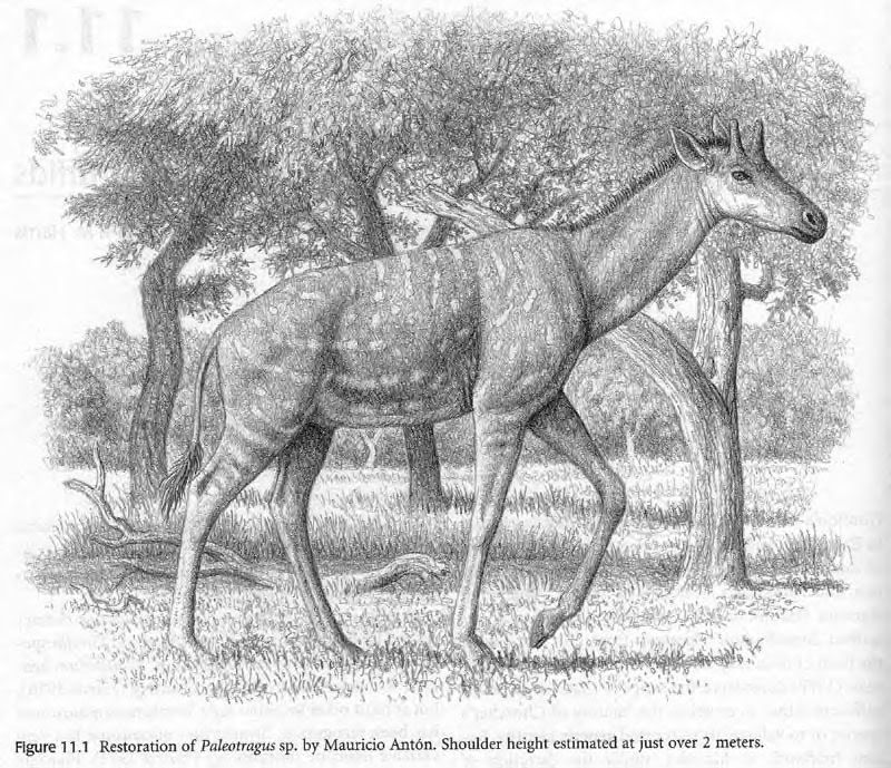 Palaeotragus:Note this is an early Okapi giraffid not an antelope-My fault!] Pictures, Images and Photos
