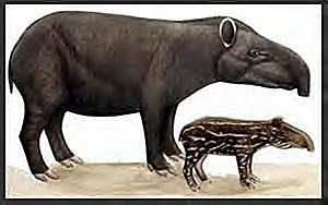 TapirusExtantBrazilianTapirdepicted