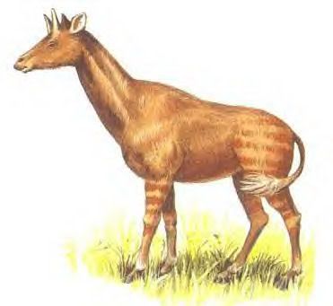 http://i230.photobucket.com/albums/ee184/4EverEden2/Prehistoric%20Mammals/Giraffids%20and%20Macraucheniidae/Palaeotragus1.jpg