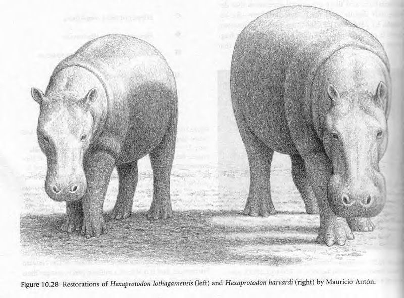 hexaprotodon Pictures, Images and Photos