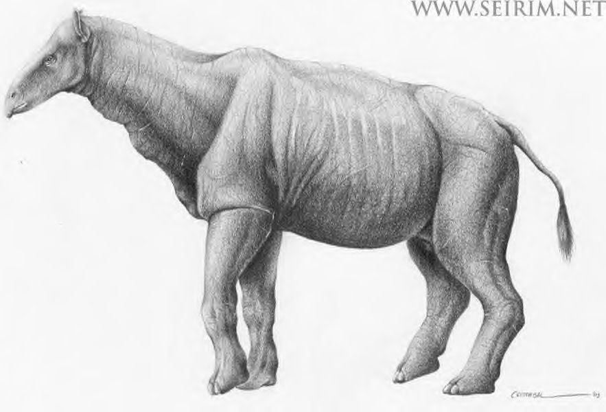 Indricotherium/Paraceratherium Pictures, Images and Photos