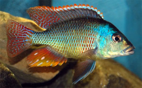 intermedius cichlid