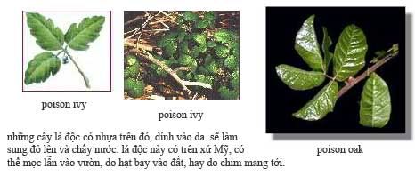 z-td-poison-leaves.jpg picture by tddesign