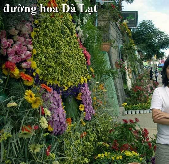 z-td-hoa-dalat.jpg picture by tddesign
