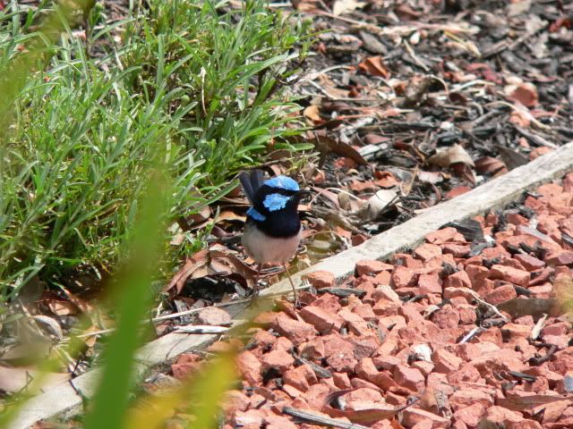 Bild