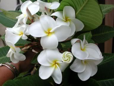 Samoan Fluff Plumeria