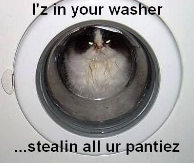 catwasher.jpg