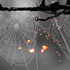Halloween spiderweb