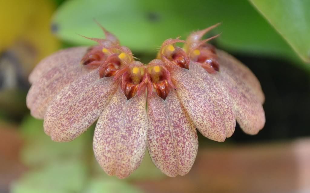 Bulbophyllum abbreviatum, cropped