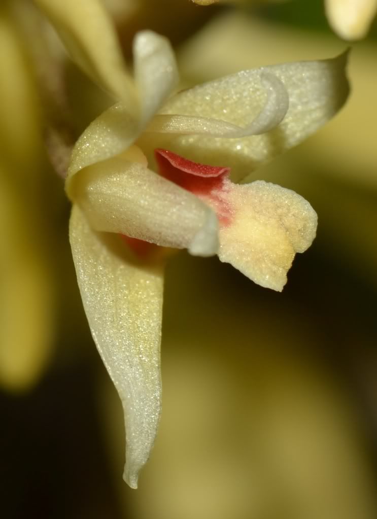 Eria bractescens