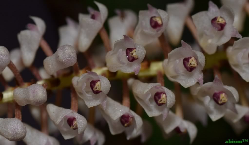 Eria floribunda