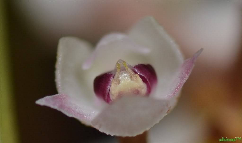 Eria floribunda