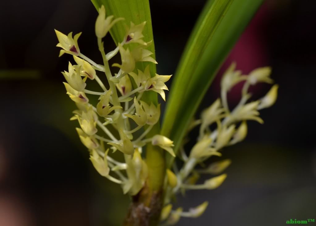 Eria tenuiflora