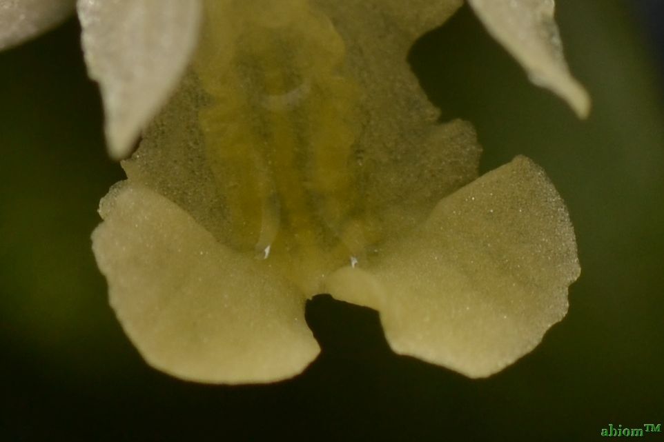 Flickingeria xantholeuca