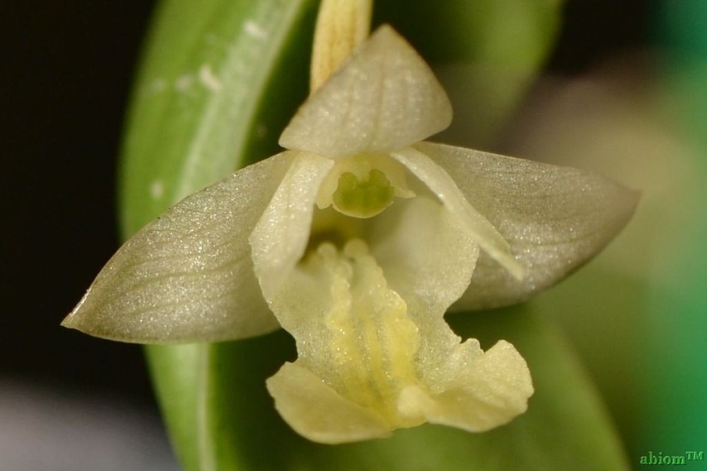 Flickingeria xantholeuca