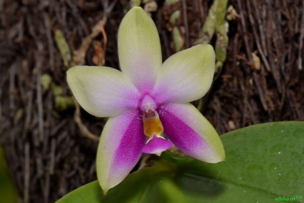 Phalaenopsis bellina frm swak
