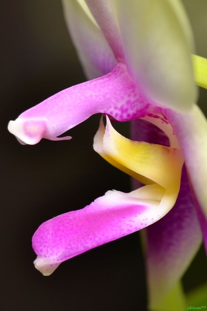 Phalaenopsis bellina frm swak