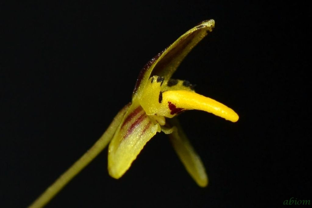Bulbophyllum tenuifolium