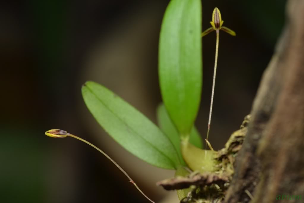 Bulbophyllum tenuifolium
