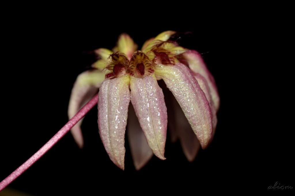 Bulbophyllum auratum photo DSC0092_zpsda7b9196.jpg