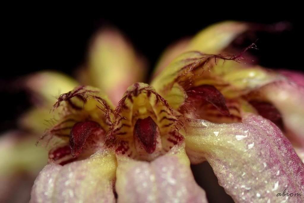 Bulbophyllum auratum photo DSC0096_zpsc12fa67e.jpg