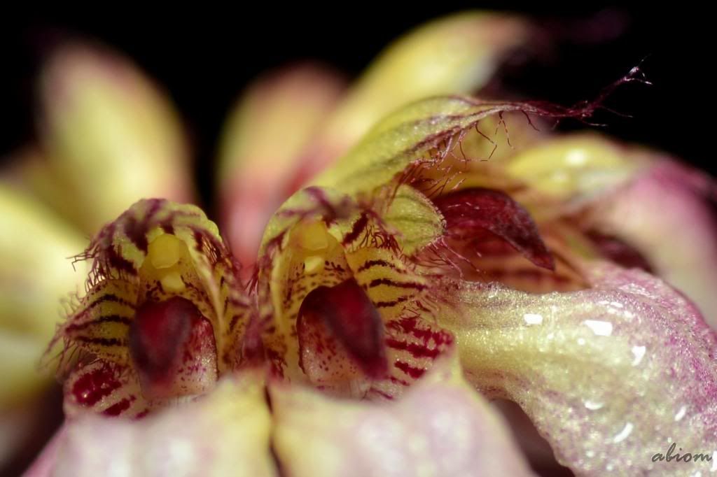 Bulbophyllum auratum photo DSC0100_zps6fb155a4.jpg
