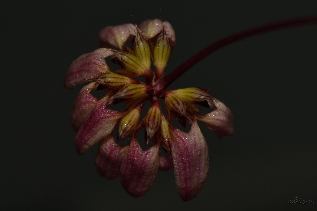 Bulbophyllum auratum photo DSC0102_zps5283c0e9.jpg