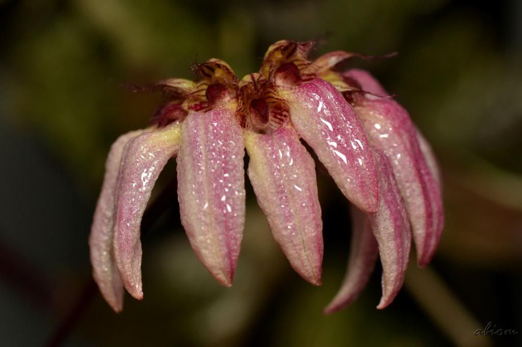 Bulbophyllum auratum photo DSC0114_zps866ec690.jpg
