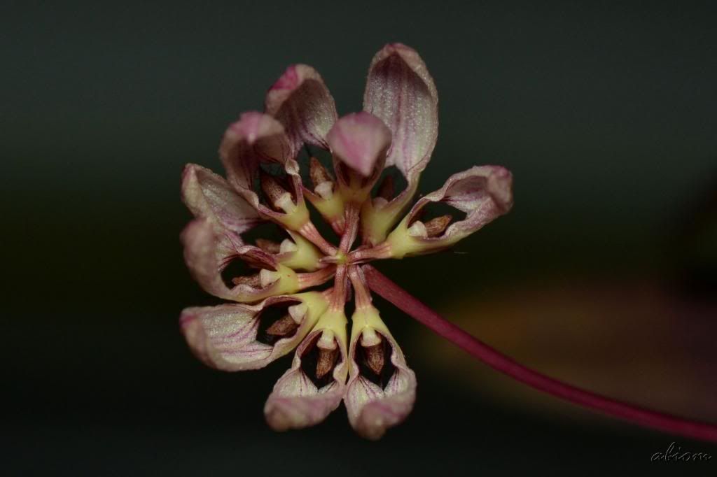 Bulbophyllum auratum photo DSC0121_zps5564ac79.jpg