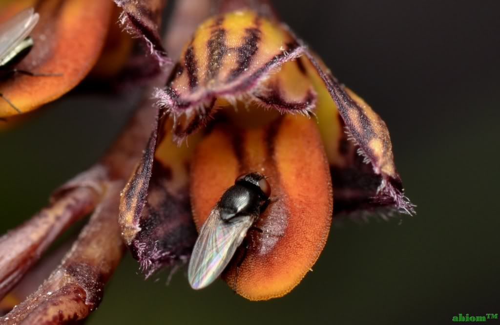 Bulbophyllum limbatum