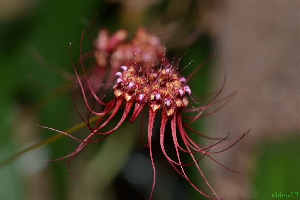 Bulbophyllum gracillimum