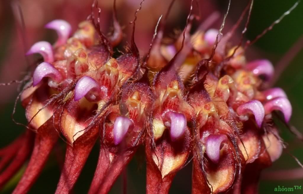 Bulbophyllum gracillimum