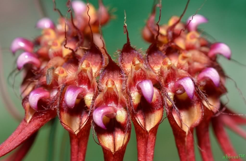 Bulbophyllum gracillimum