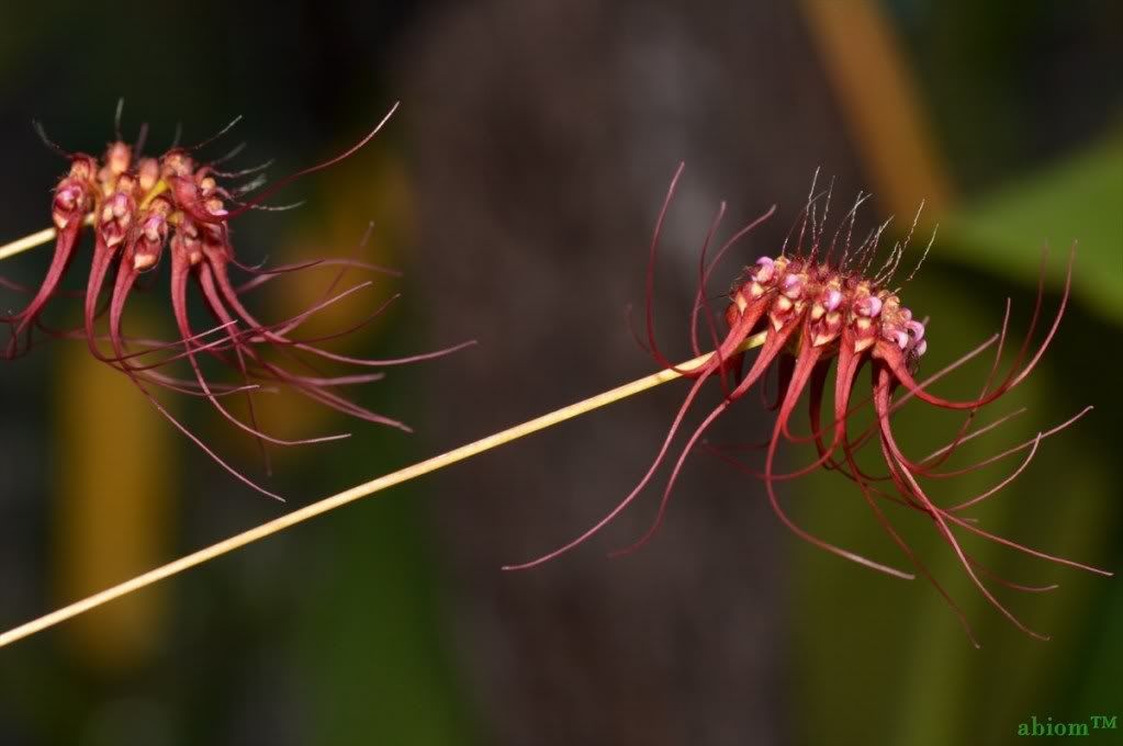 Bulbophyllum gracillimum