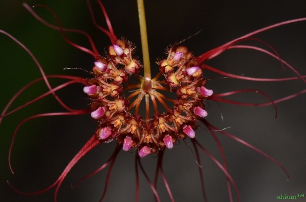 Bulbophyllum gracillimum