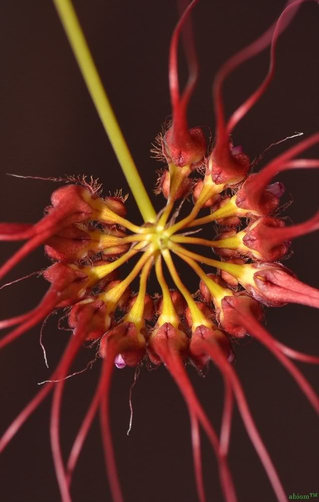 Bulbophyllum gracillimum